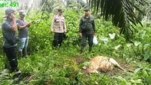 Polsek-Serbajadi-personil-FKL-dan-BKSDA-memasang-kamera-trap-untuk-melihat-pergerakan-harimau.jpg