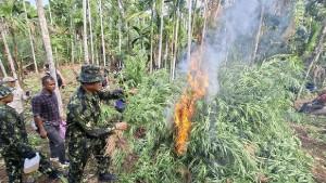 Tim-BBN-Pusat-memusnahkan-69-ton-ganja-atau-sebanyak-97000-batang-ganja-di-Desa-Teupin-Reusep.jpg