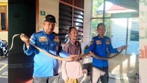 Ular-King-Kobra-Ditangkap-di-Rumah-Warga-Lhoong.jpg
