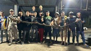 Ular-Kobra-di-Ketol-Aceh-Tengah.jpg