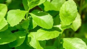 daun-beluntas-Pluchea-indica.jpg