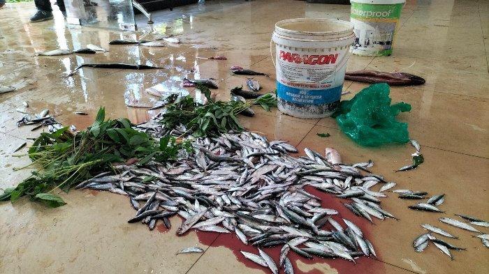 Ikan Dihamburkan di Lobi Kantor Wali Kota Sorong saat demo Pedagang, Buntut Protes tak Ditanggapi