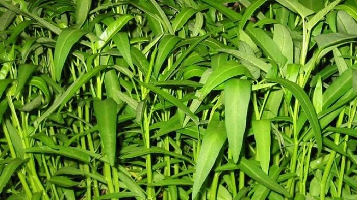 Ilustrasi-Kangkung.jpg