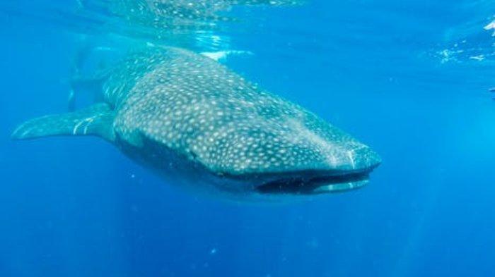 Lima Hewan Paling Panjang Umur, Ada yang Lebih dari 10.000 Tahun