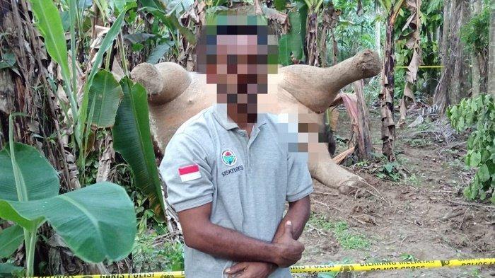 Polisi Amankan Terduga Pelaku Penyebab Gajah Mati Tersengat Listrik di Pidie Jaya