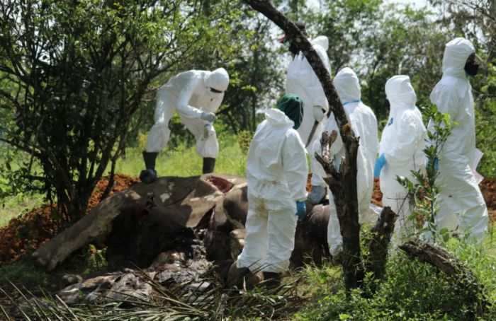 2 Gajah Ditemukan Mati Tanpa Gading