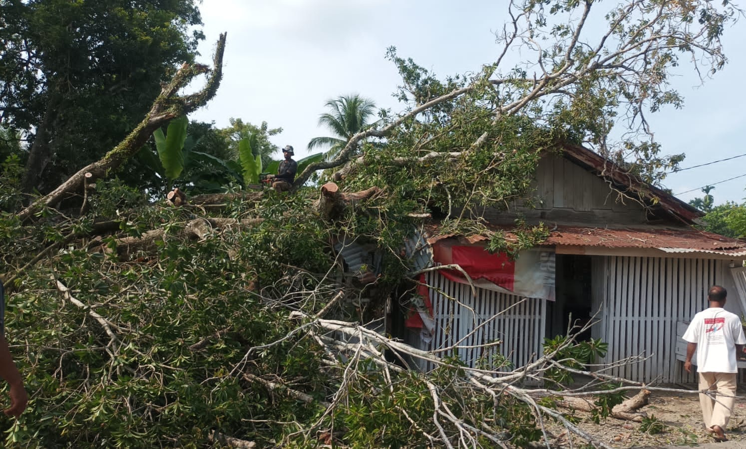 Pohon-tumbang-timpa-rumah-warga-peusangan.jpg