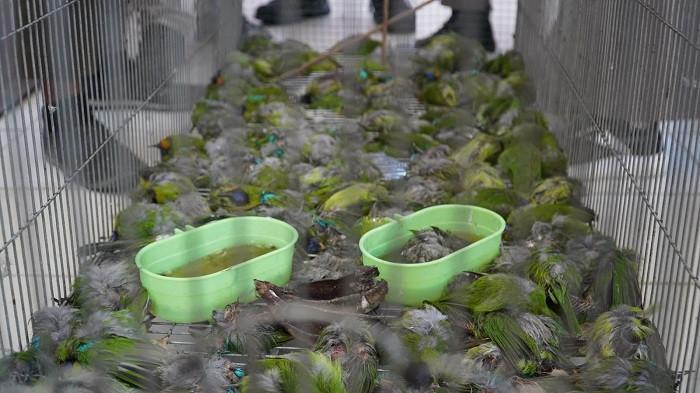 Ratusan-burung-impor-ilegal-telah-mati-hasil-penindakan-Bea-Cukai-Langsa.jpg