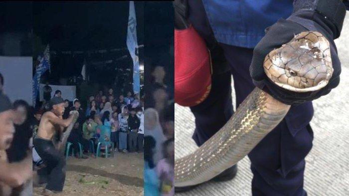 Rosandi-atau-akrab-dipanggil-Bah-Kobra-saat-beratraksi-dengan-ular-king-kobra.jpg