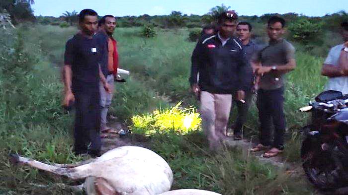Lagi, Ternak Warga Aceh Singkil Dicuri, Saat Ditemukan Tinggal Isi Perut