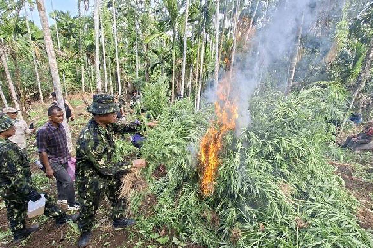 Tim-BBN-Pusat-memusnahkan-69-ton-ganja-atau-sebanyak-97000-batang-ganja-di-Desa-Teupin-Reusep.jpg