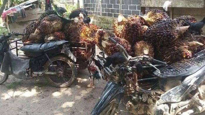Tumpukan-TBS-sawit-milik-petani-berada-dalam-becak-motor-bentor-di-kawasan-Patek.jpg