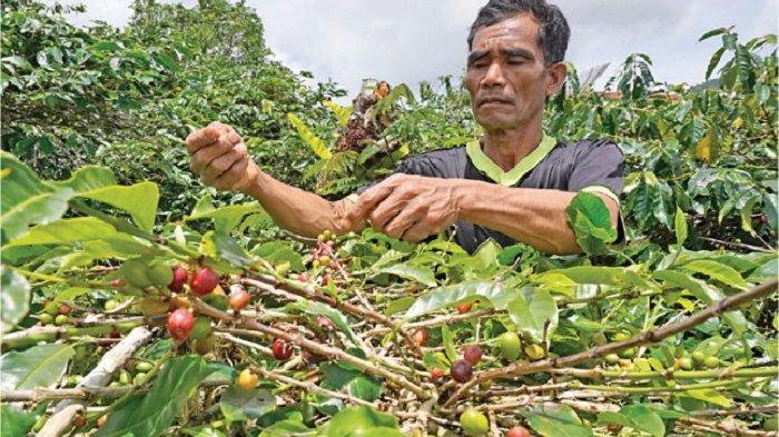 memetik-kopi-di-kebunya.jpg