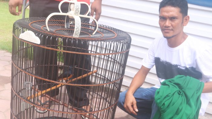 Maling Bobol Penangkaran Murai Batu, Dua Ekor Raib