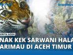 Anak-Kek-Sarwani-Halau-Harimau-di-Aceh-Timur.jpg
