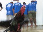 Anggota-Reskrim-Polres-Aceh-Besar-menggerebek-arena-judi-sabung-ayam-di-kawasan-Kuta-Cot-Glie.jpg