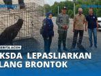BEBAS-BKSDA-dan-KPH-Wilayah-III-Aceh-Lepasliarkan-Elang-Brontok.jpg