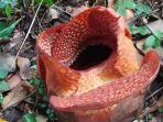 Bunga-Rafflesia-arnoldii-R-Br-d-yang-mekar-untuk-kali-pertama-di-luar-habitatnya.jpg