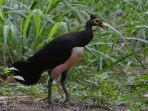 Burung-maleo-senkawor-dalah-satu-spesies-burung-terancam-punah-di-Indonesia.jpg