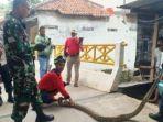 Damkar-Depok-Selamatkan-Warga-dari-Ular-Sanca-Kembang-3-Meter.jpg