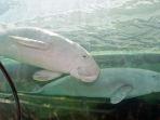 Dugong-1.jpg