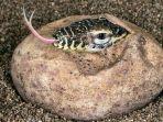 Enam-ekor-komodo-reptil-langka-khas-Indonesia-menetas-di-Kebun-Binatang-Bronx-di-New-York.jpg