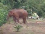 Gajah-liar-terekam-telepon-selular-warga-saat-masuk-ke-kebun-warga-di-Aceh-Jaya.jpg