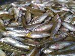 Ikan-Depik-ikan-endemik-Danau-Lut-Tawar-Aceh-Tengah-yang-dijual-di-pasar-Takengon.jpg