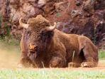 Ilustrasi-bison.jpg
