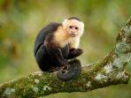 Ilustrasi-monyet-capuchin-Cebus-imitator.jpg