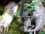 Kasus-Ibu-Farida-Ditelan-Hidup-hidup-Ular-Piton-Sepanjang-5-Meter-di-Sulsel.jpg
