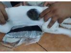 Kucing di Kosta Rika Ditangkap Saat Selundupkan Ganja dan Kokain ke Penjara, Kok Bisa? Ini Kisahnya