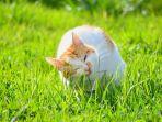 Kucing Peliharaan Anda Sering Makan Rumput, Bahayakah? Simak Penjelasan Berikut