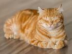 Kucing Oren Lebih Malas Berburu Tikus Dibanding Kucing Mujair, Benarkah? Simak Penjelasan Berikut