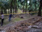 Lokasi-penemuan-mayat-wanita-di-areal-perkebunan-kelapa-sawit-PTPN-I-Pulautiga.jpg