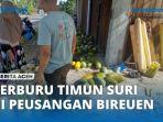 MANGAT-THAT-Timun-Suri-Buah-Segar-Paling-Dicari-Selama-Ramadhan.jpg