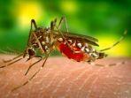 Nyamuk-anopheles-pembawa-parasit-Plasmodium-sp-yang-menyebabkan-penyakit-malaria.jpg