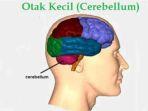 Otak-kecil.jpg