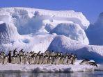 Penguin-Adelie-di-Antartika-Spesies-penguin-langka-ini-hanya-hidup-di-Antartika-Kutub-Selatan.jpg
