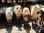 Penyakit-Sapi.jpg