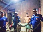 Personel-BPBD-Aceh-Besar-mengevakuasi-ular-jenis-King-Cobra-di-Gampong-Baroh-Blangme.jpg