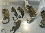 Petugas-mengumpulkan-sejumlah-bangkai-monyet-yang-diduga-telah-dibunuh-oleh-warga.jpg