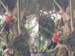 Proses-evakuasi-Ngadiman-yang-tersangkut-di-pohon-Aren-di-Gampong-Alue-Ie-Mira.jpg