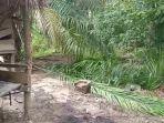 Rumah-dan-berbagai-jenis-tanaman-produktif-milik-petani-dirusak-gajah-di-Ranto-Peureulak.jpg