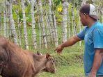 Sapi-Aceh-Besar-Diduga-Terserang-PMK.jpg