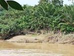 Satu-ekor-buaya-tampak-di-seberang-sungai-kawasan-Gunong-Menit-Desa-Tanjong-Bungong.jpg