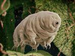 Tardigrades.jpg