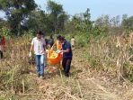 Warga-Kabupaten-Ngawi-menemukan-sesosok-mayat-perempuan-di-kebun-jagung.jpg