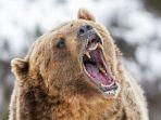 beruang-grizzly.jpg