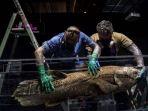 coelacanth-spesies-ikan-yang-hidup-di-bumi-420-juta-tahun-lalu.jpg